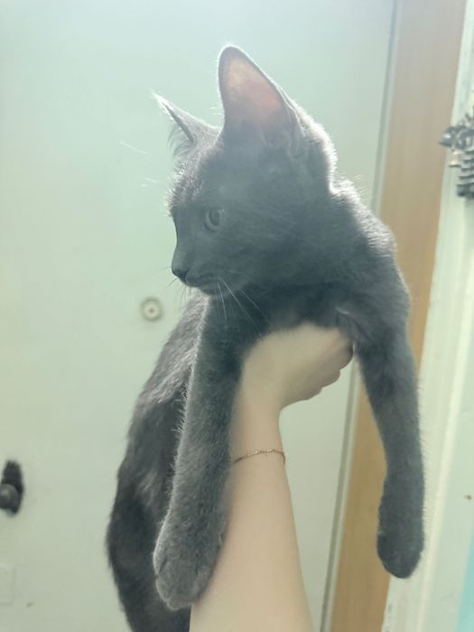 Отдам котенка в хорошие руки