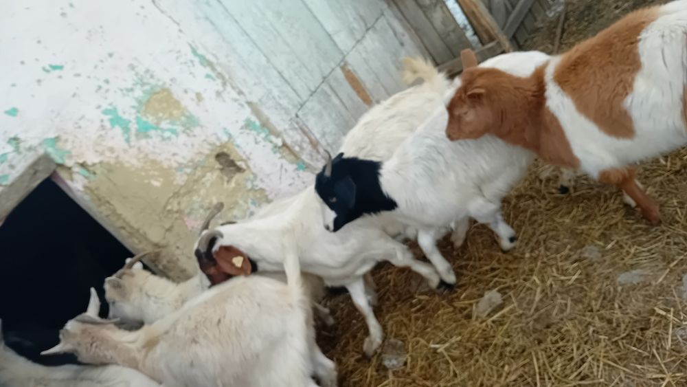 De vânzare oi și capre și câteva cu miei