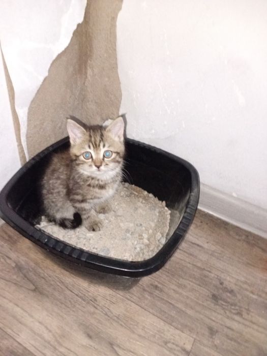 Отдам котёнка мальчик
