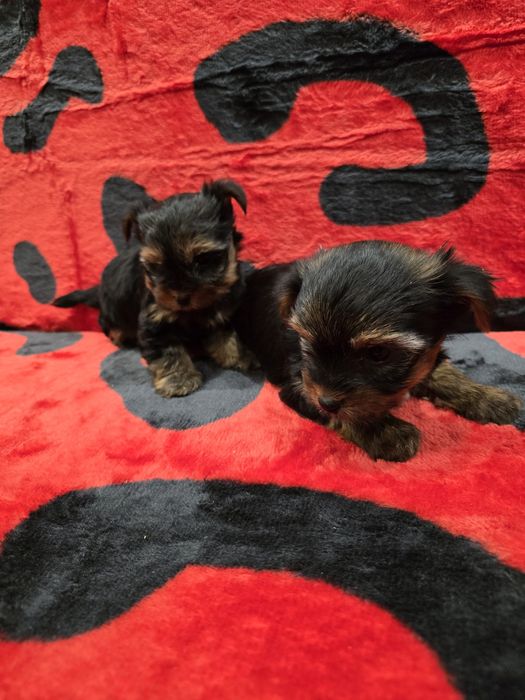 Мини йоркширски териер