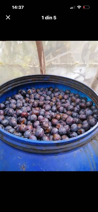 Vând prune pentru țuică
