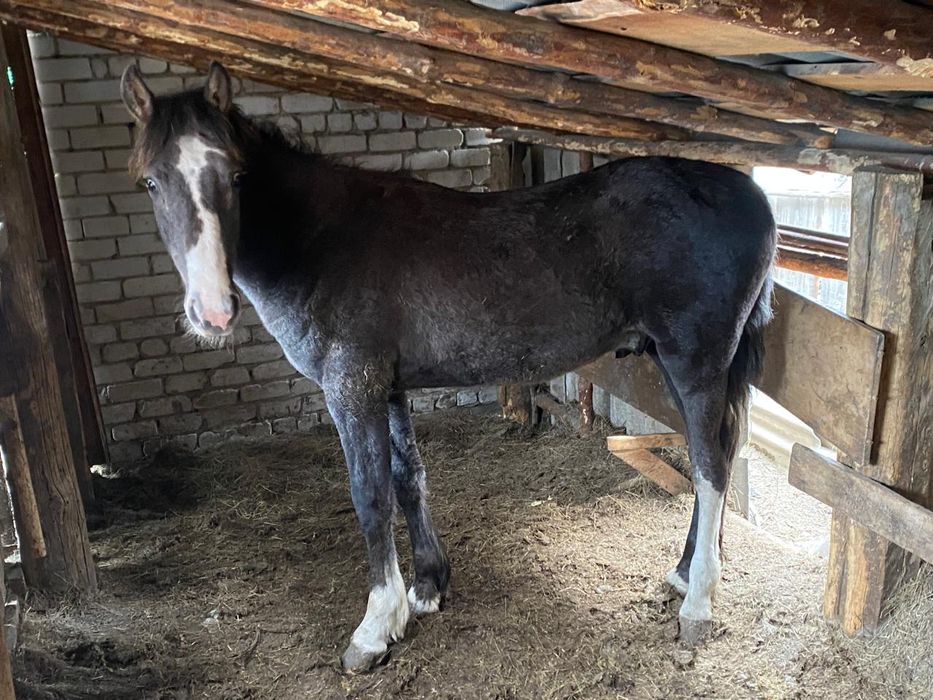 Продам жеребчика