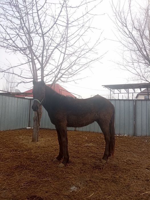 Продам жеребчика