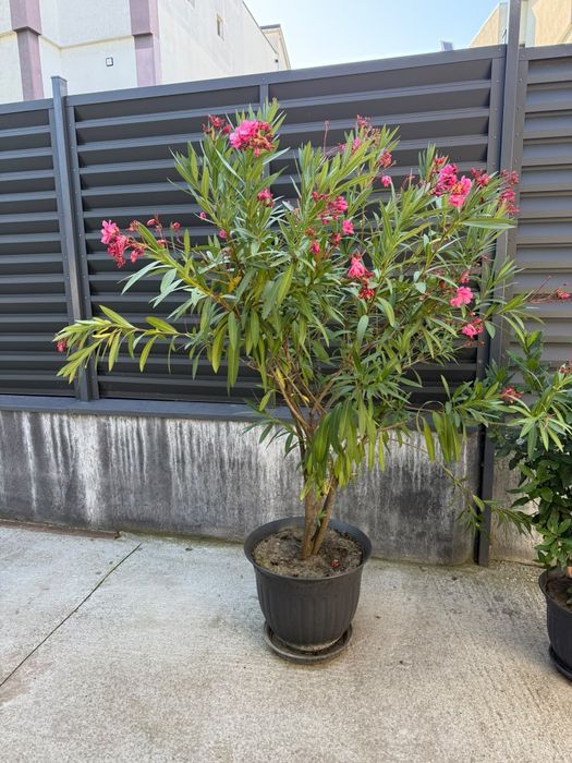 Plante de curte la ghiveci  are cam 1.5..1.7 m
