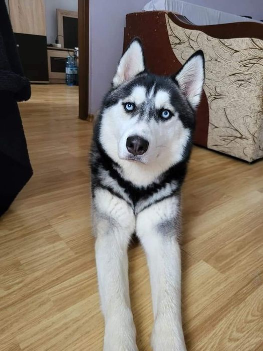 Ofer spre adopție câine