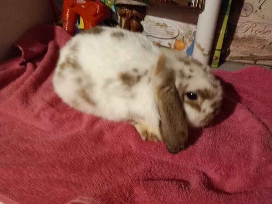 Iepure Berbec Pitic de Companie Mini Toys