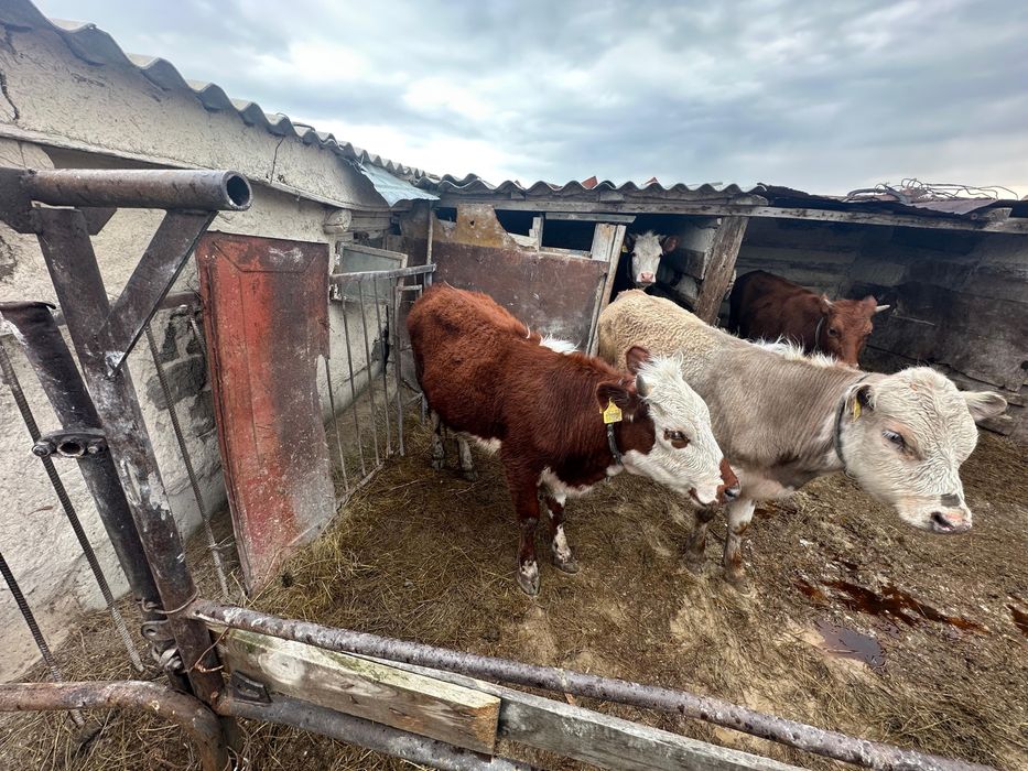 Продам телят звоните !!