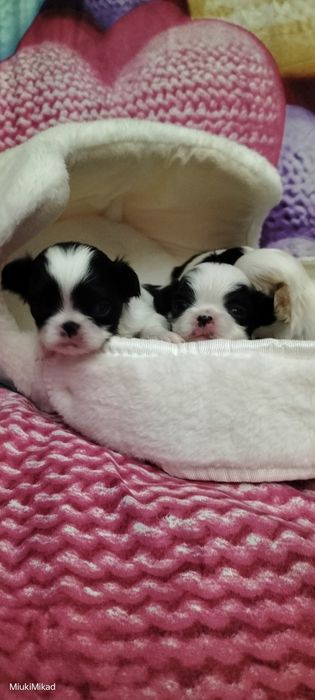 Щенки японского хина.