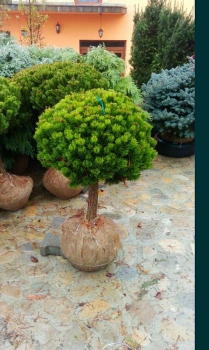 Pin pitic și normal