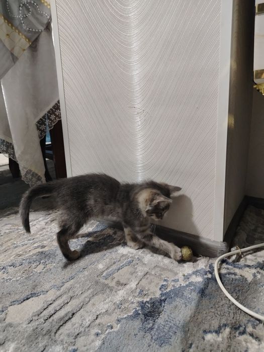 Отдам котят в добрые, заботливые и ответственные руки. Одна девоч