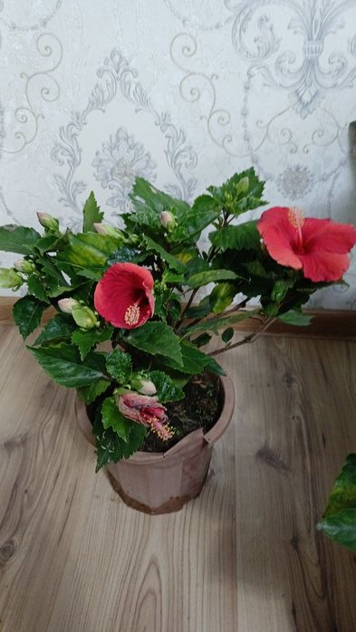 Комнатные растения