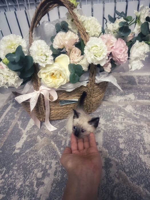 котенок отдам в добрые руки