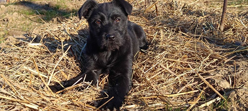 Donez două cățelușe