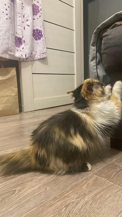 Отдам в добрые руки котёнка