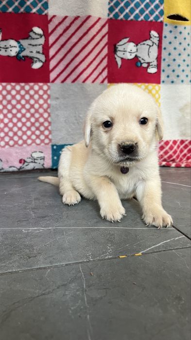 Бронь щенков лабрадора