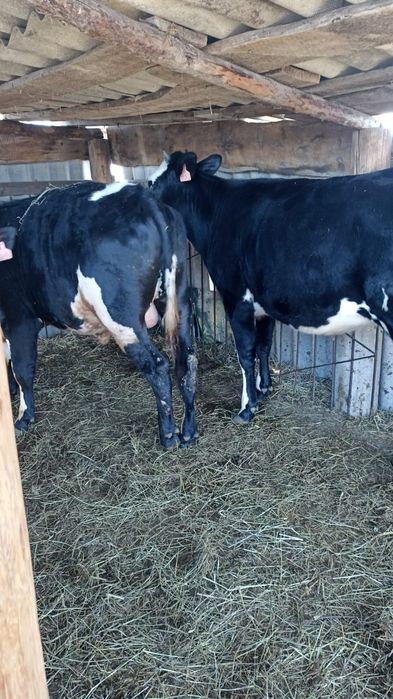 Бычек, телочка породистые