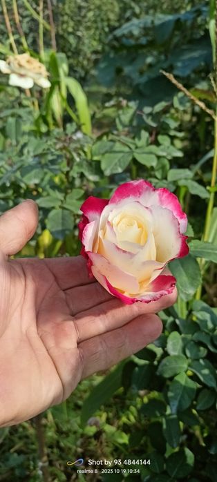 Штамповый атиргуллар дехкончилик