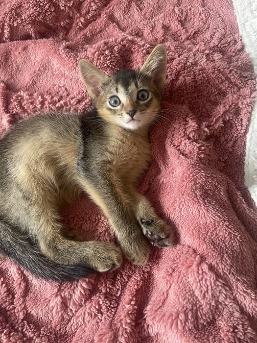 Абисинский котенок