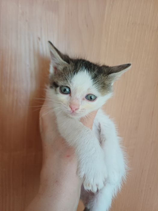 Отдам котят в добрые руки.