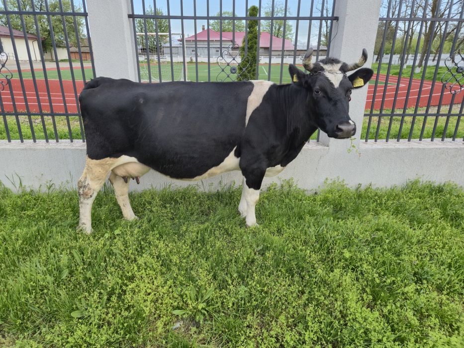 De vînzare Pogoanele .Buzău.