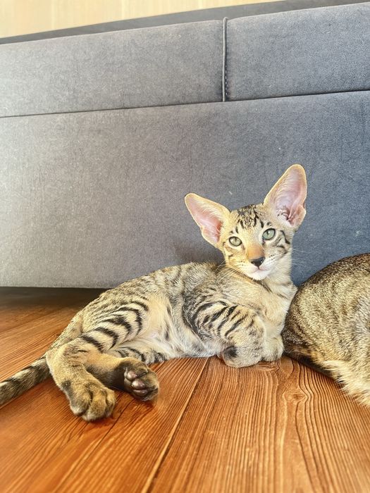 Ориентальные котята