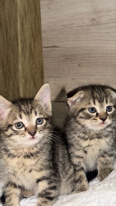 Продаются котята