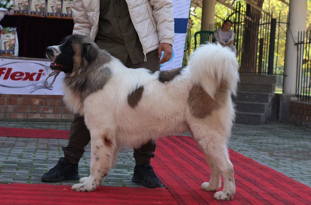 Красавчик на вязку