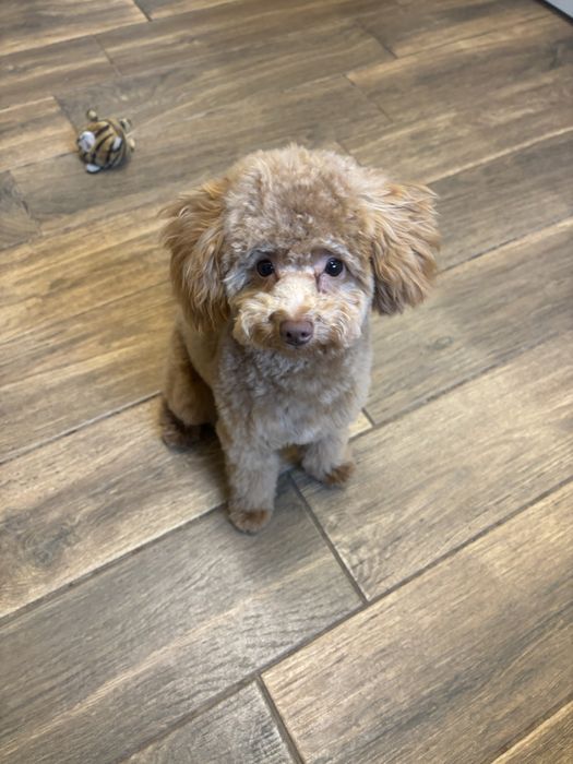 Момиче Той пудел-мършляк