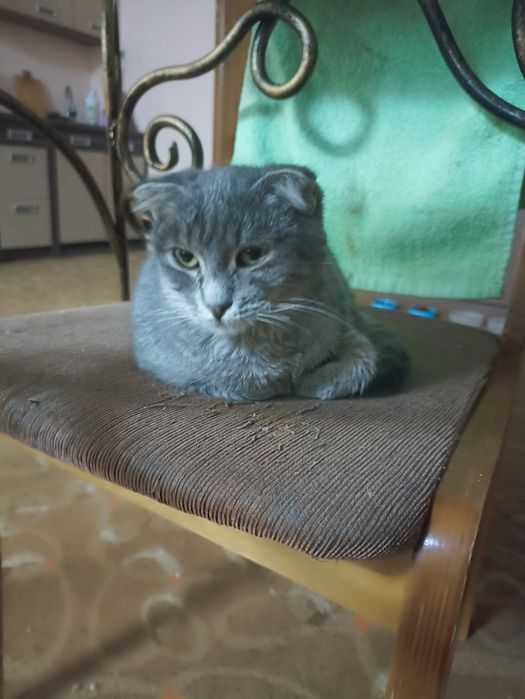 Отдам котят в хорошие руки