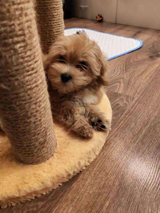 Щенки мальтипу Ф1