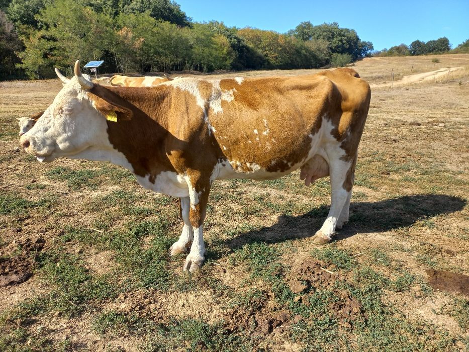 Vaca baltata românească
