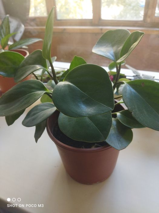 Пеперомия (фикус)