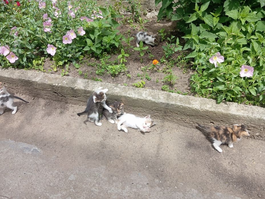 Дворни малки котенца