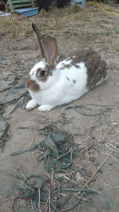 Зайци кръстоска с великан