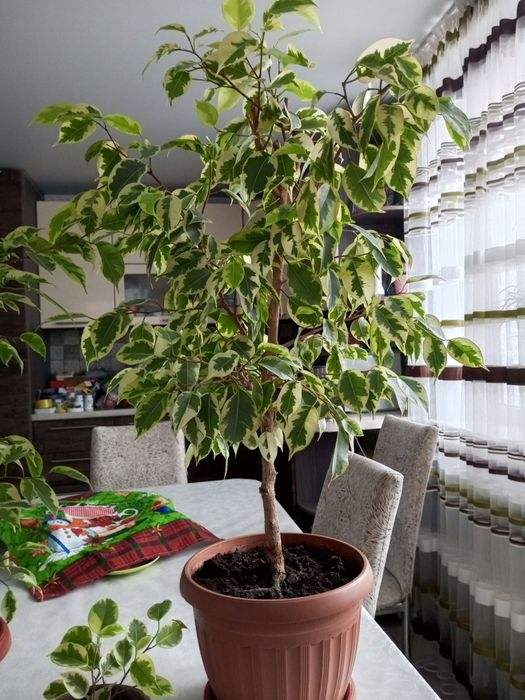 Продам комнатные цветы