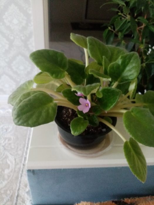 Фиалкалар сатылады