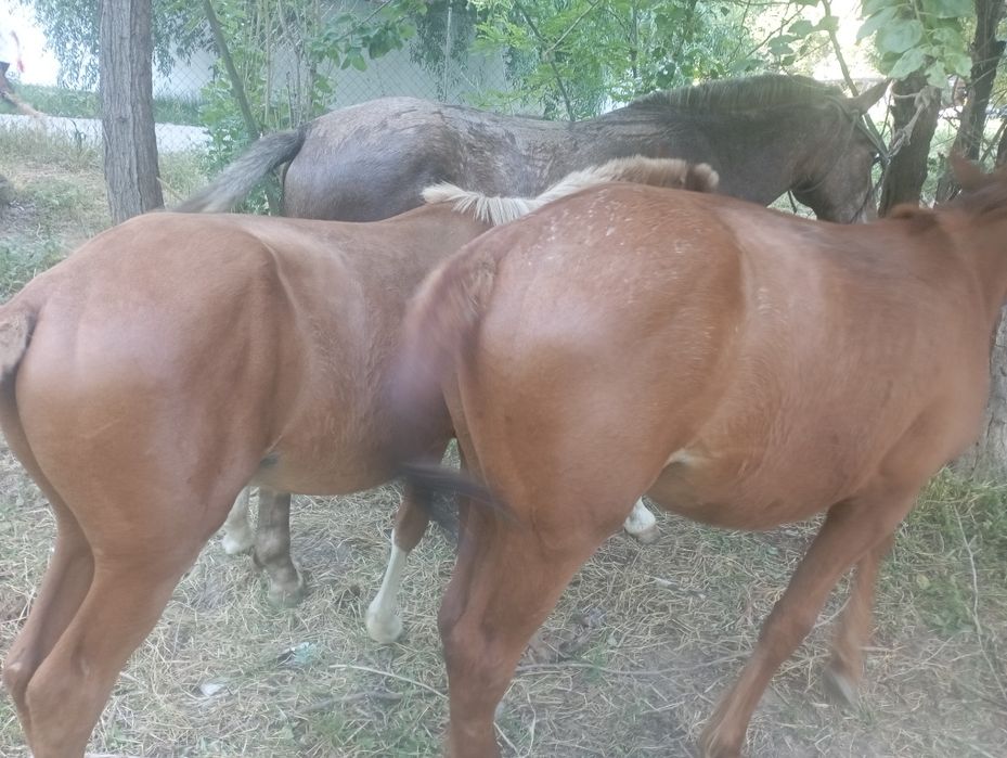 Toʻylar sotiladi 1 yashar