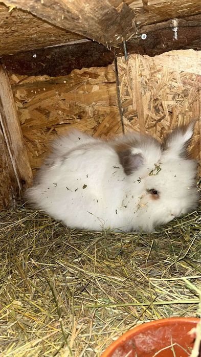 Disponibil iepurasi pitici