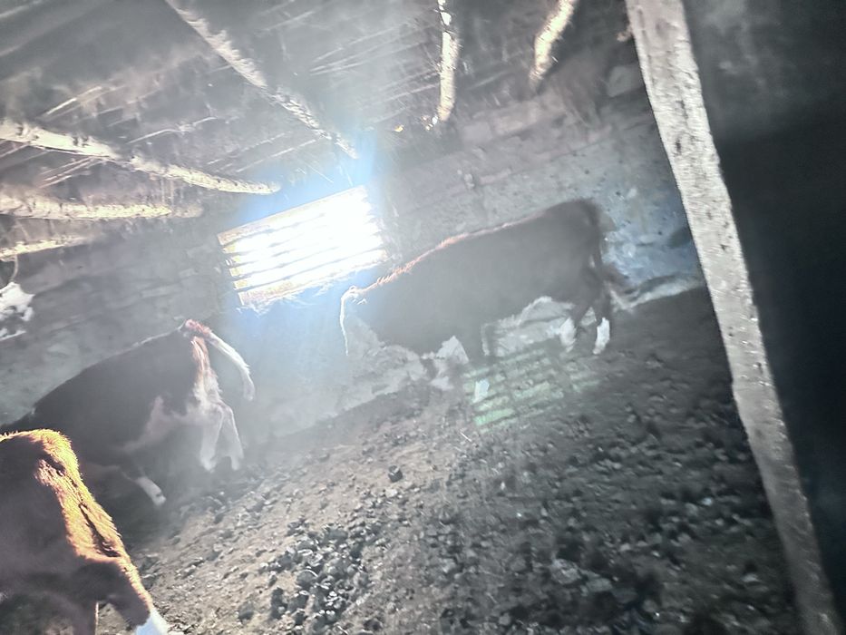 Продам крс ак бас быки тайша лошади