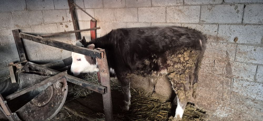 Бычок на откорме стоит