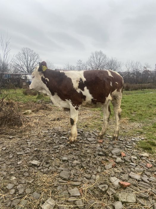 Vand un vitel belgian in varsta de 9 saptamani si o vitea baltata