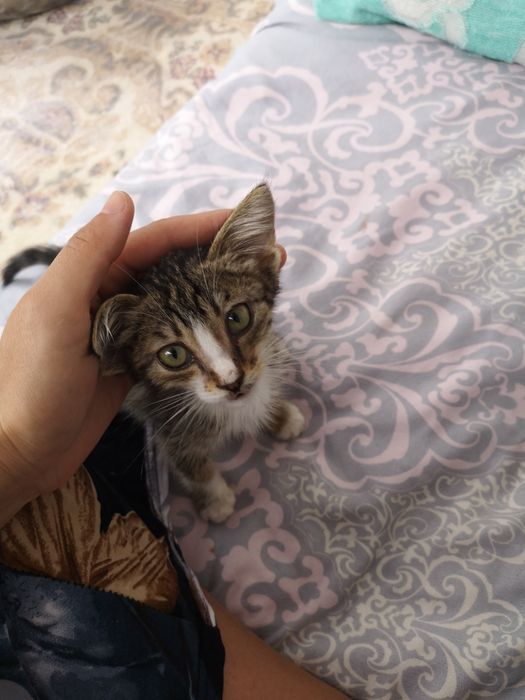 Котенки красавцы