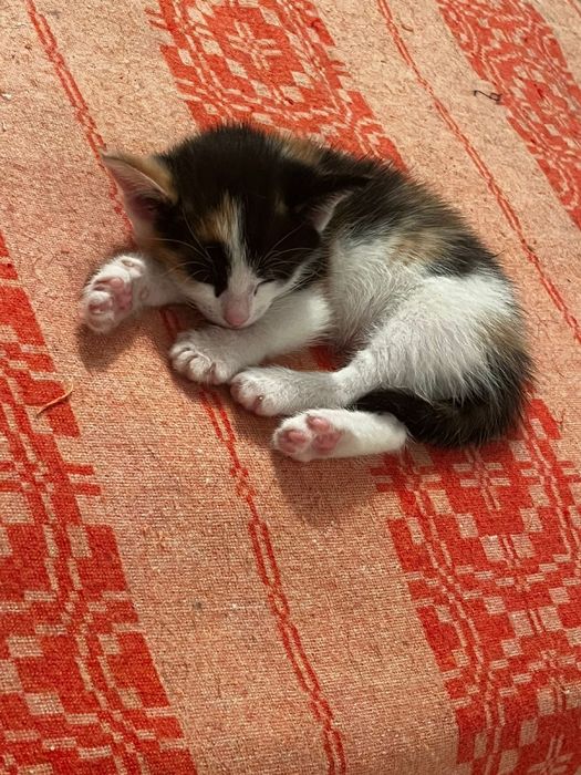 Отдам котенка полтора месячных