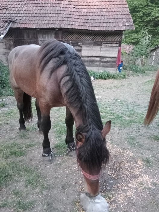 Vind mînz semi greu