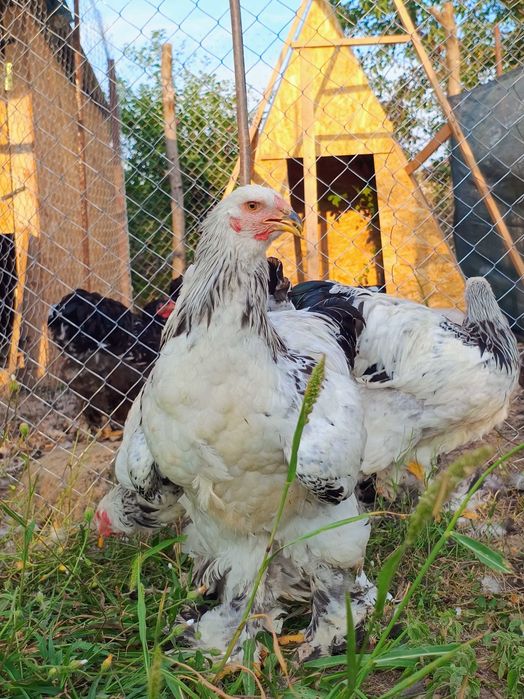 Cocoși Brahma HD. Disponibili