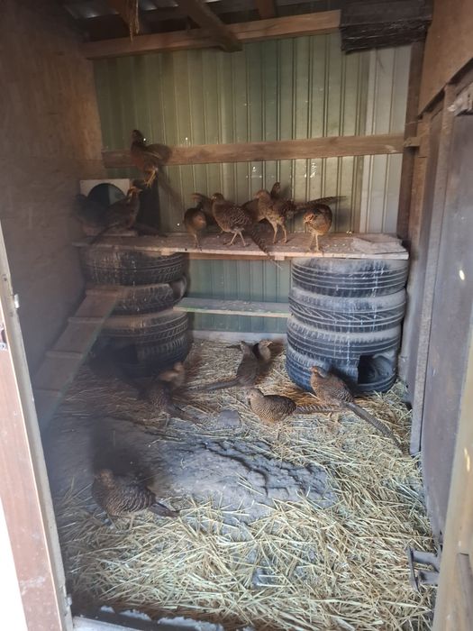 Vând  pui  fazani  auriu pe rosu din 2025