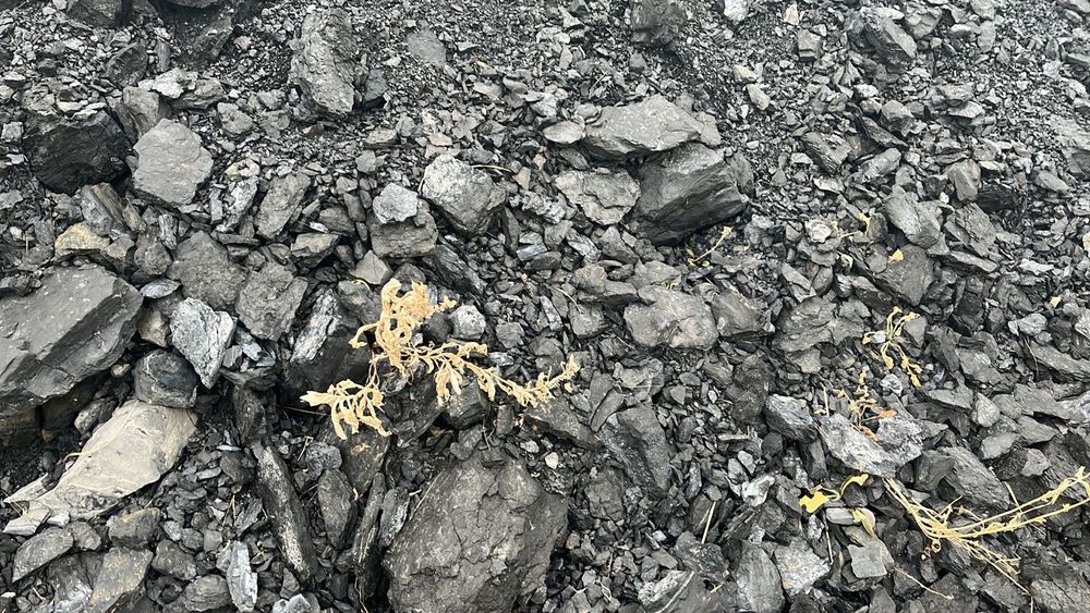 Уголь отдам не дорого