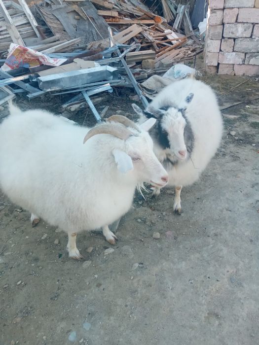 Ешкі сатылады 1реуі 100мың