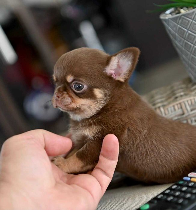 Женско мини чихуахуа шоколадов тен