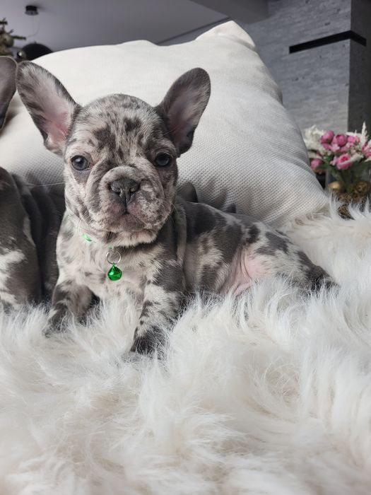 Bulldog francez blue merle